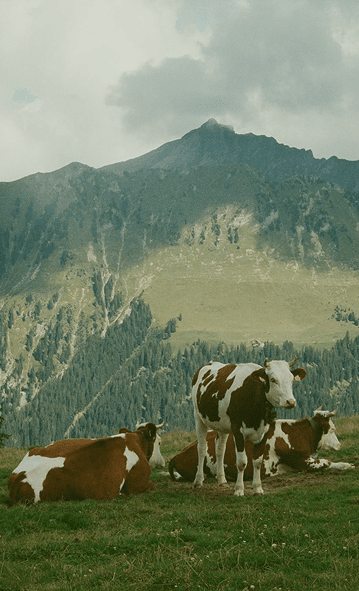 farm_Image